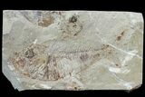 Cretaceous Fossil Fish (Armigatus) - Lebanon #77121-1